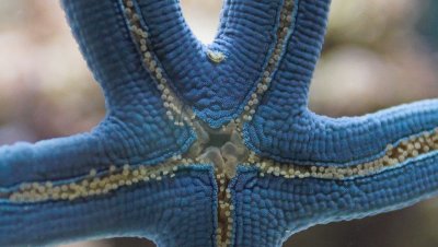 Blue starfish closeup