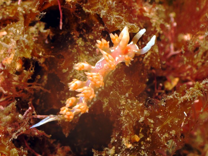 Nudi005.jpg