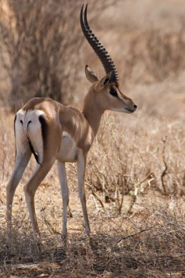Grant's Gazelle, Samburu 0275