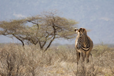 Grevy's Zebra, Samburu 0338