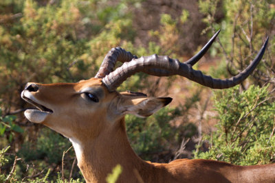 Impala, Samburu 0601