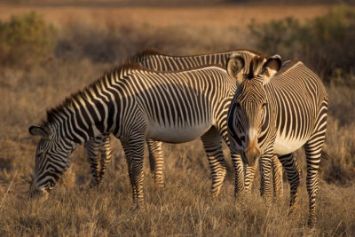 Grevy's Zebra, Samburu 0716