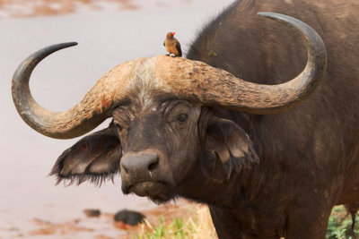 African Buffalo with Yellow-billed Oxpecker, Samburu 0873