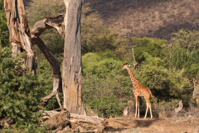 Reticulated Giraffe, Samburu 0945