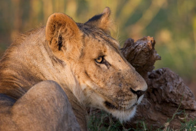 Lion, Samburu 1001