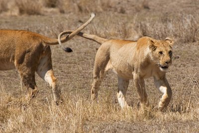 Lions, Maasai Mara 1055