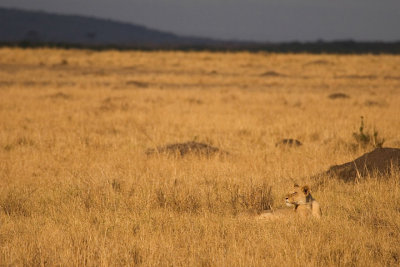 Lion, Maasai Mara 1110