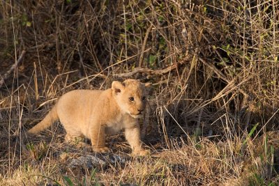 Lion Cub, Maasai Mara 1142