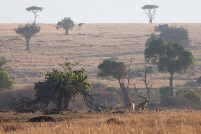 Lions, Maasai Mara 1165