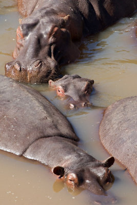 Hippos, Maasai Mara 1327