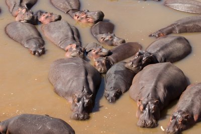 Hippos, Maasai Mara 1366