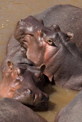Hippos, Maasai Mara 1372