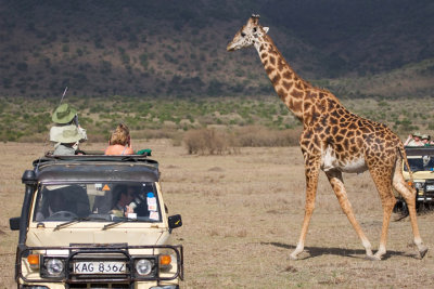 Masai Giraffe, Maasai Mara 1407