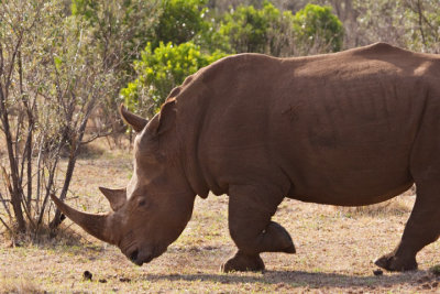 White Rhino, Maasai Mara 1450