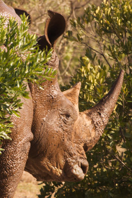 White Rhino, Maasai Mara 1484