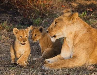 Lion with Cubs, Maasai Mara 1543