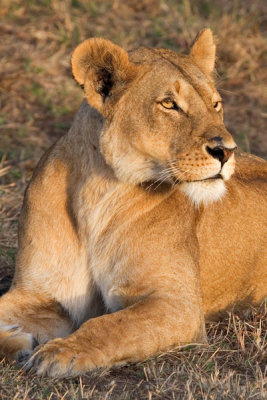 Lion, Maasai Mara 1561
