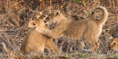 Lion Cubs, Maasai Mara 1580