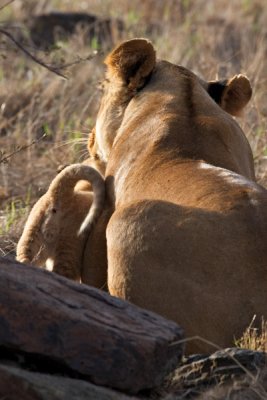 Lion with Cub, Maasai Mara 1654