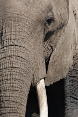 Elephant, Amboseli 1768