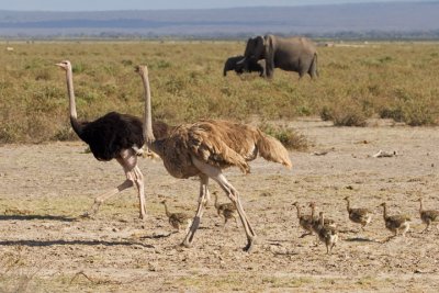 Ostriches with Chicks, Amboseli 1916