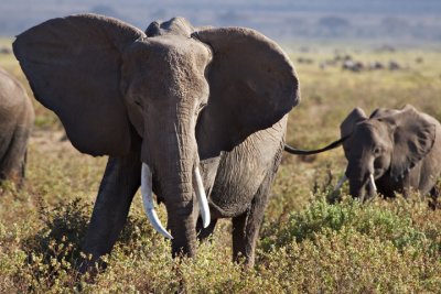 Elephants, Amboseli 1927