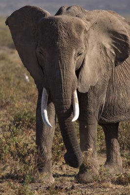 Elephant, Amboseli 1931