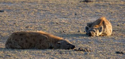 Spotted Hyenas, Amboseli 2046