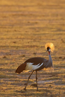 Crowned Crane, Amboseli 2074