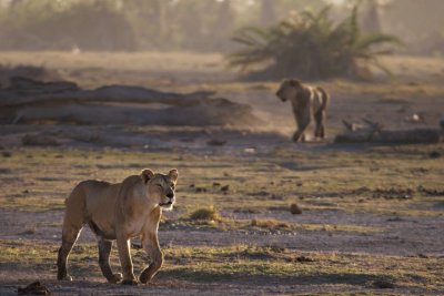 Lions, Amboseli 2095