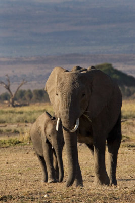 Elephants, Amboseli 2218