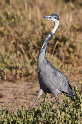 Black-headed Heron, Amboseli 2257