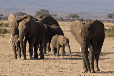 Elephants, Amboseli 2281