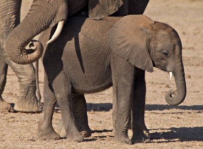 Elephants, Amboseli 2303