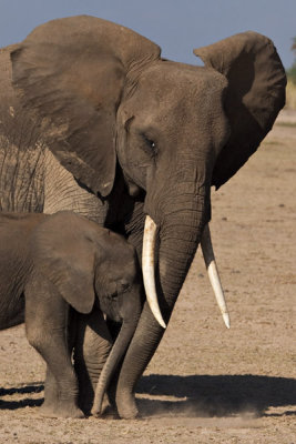 Elephants, Amboseli 2314
