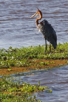 Goliath Heron, Amboseli 2347