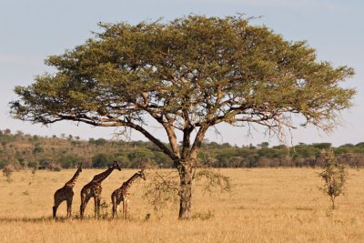 Giraffes, Serengeti 2398
