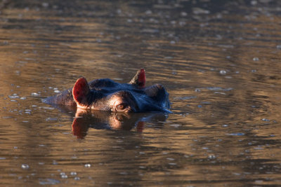 Hippo, Serengeti 2450