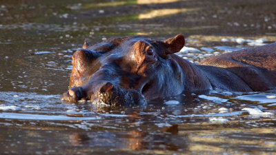 Hippo, Serengeti 2453