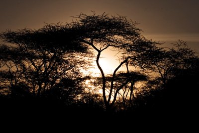 Sunset, Serengeti 2472