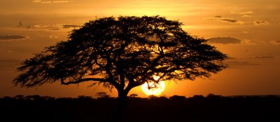 Sunset, Serengeti 2482