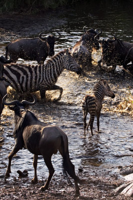 Zebras, Serengeti 2520