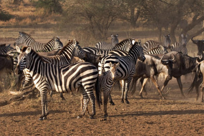 Zebras, Serengeti 2529
