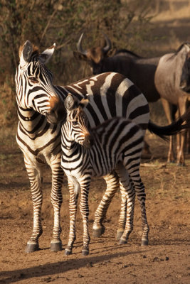 Zebras, Serengeti 2556