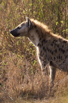 Spotted Hyena, Serengeti 2593