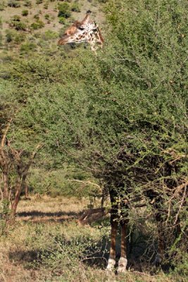 Giraffe, Serengeti 2855