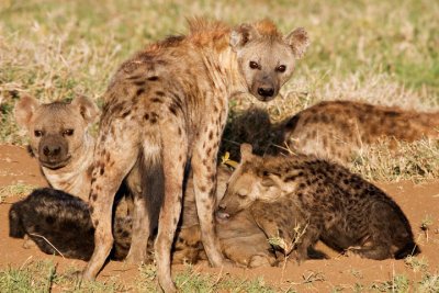 Spotted Hyena Family, Serengeti 2966