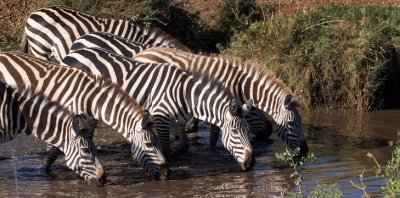 Zebra at Seronera River, Serengeti 3130