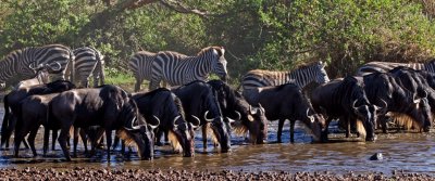 Wildebeest and Zebra at Seronera River, Serengeti 3181