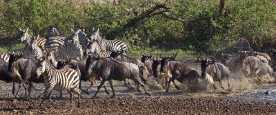 Wildebeest and Zebra at Seronera River, Serengeti 3186